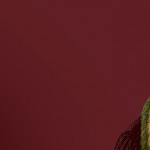 Кальвинизм