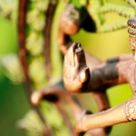 Шайва-сиддханта